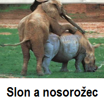 Slon a nosorožec